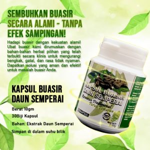 Kapsul Buasir Daun Semperai